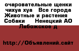 очаровательные щенки чихуа-хуа - Все города Животные и растения » Собаки   . Ненецкий АО,Лабожское д.